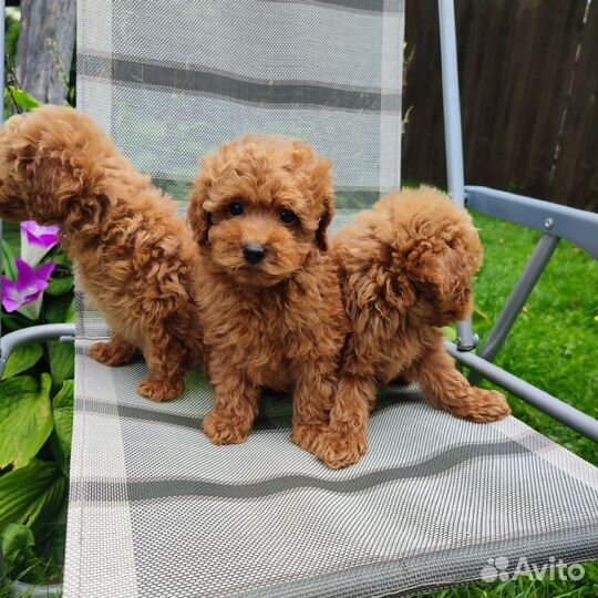 Той-пудель тедди