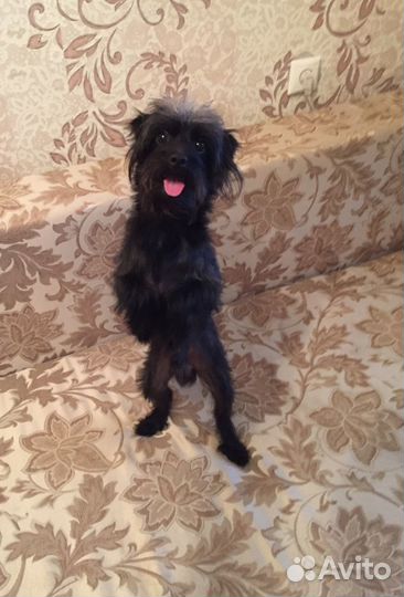 Передержка животных