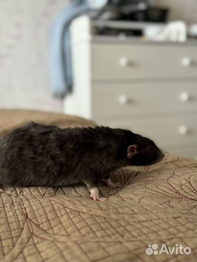 Крыса дамбо с клеткой