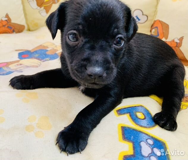 Ксолоинцкуинтли мексиканская голая собака