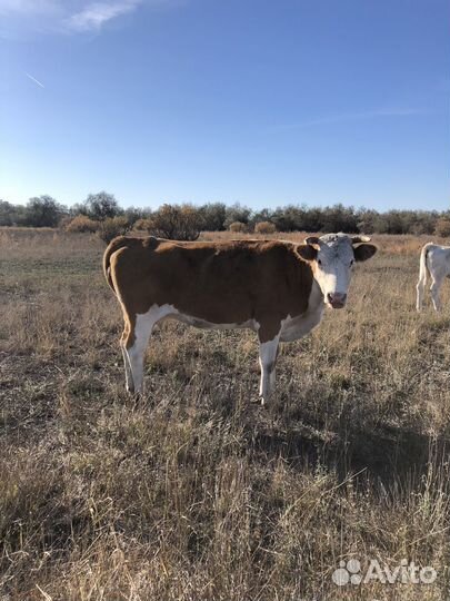 Коровы стельные