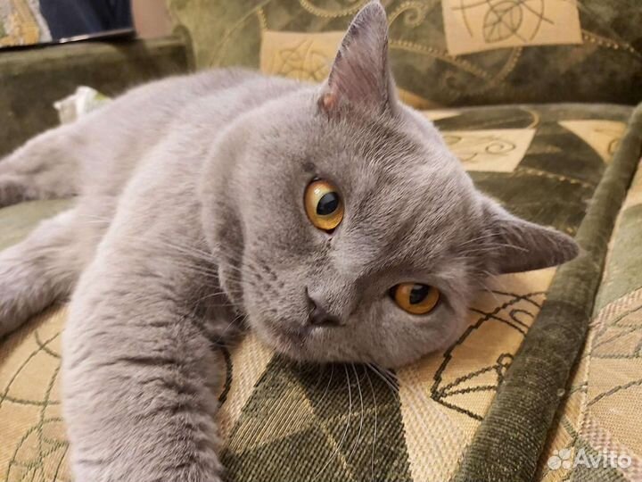 Кот британец для вязки