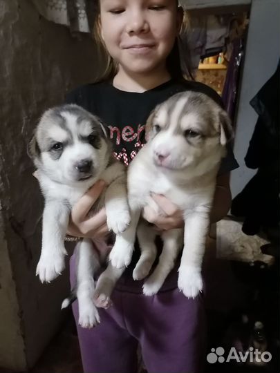 Щенки хаски