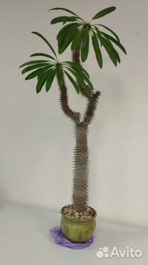 Кактус с листьями пахиподиум