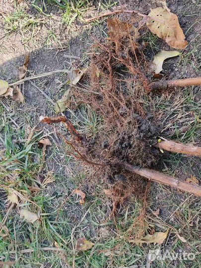 Саженцы ремонтантной малины