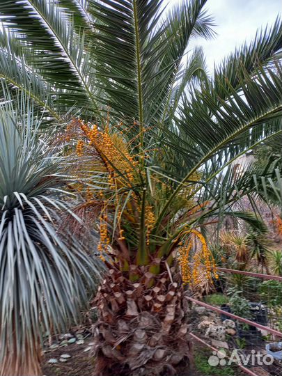 Финик канарский. Разного возраста