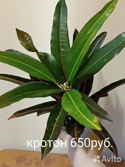 Кротоны и Бегония Инка Фире Рекс, Антуриум