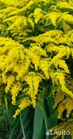 Растения для сада