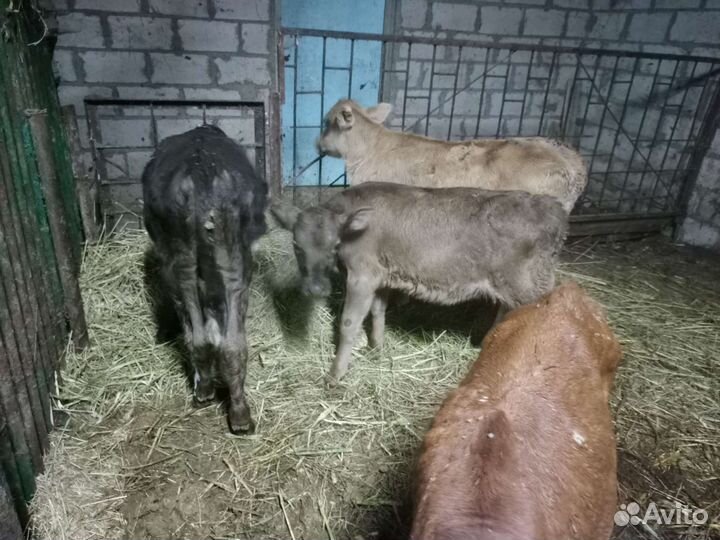 Телята бычки