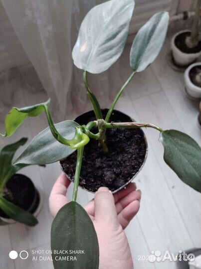 Филодендрон