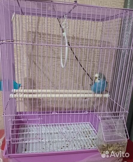 Волнистый попугай с клеткой