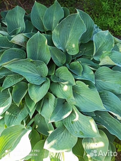 Хосты. Папоротник. Очиток Видный.Девичий виноград