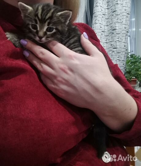 Котик 1 месяц