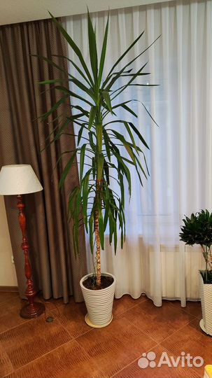 Пальма юкка в горшке