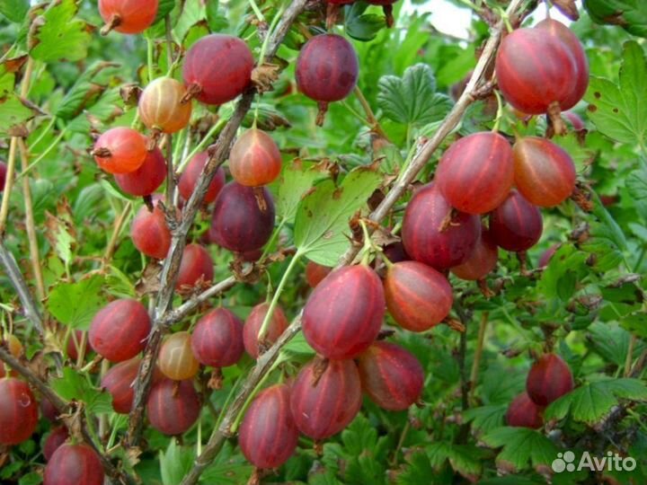 Саженцы крыжовника Мускатный