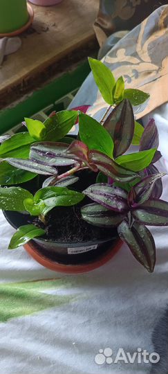 Традесканция зебрина и обычная