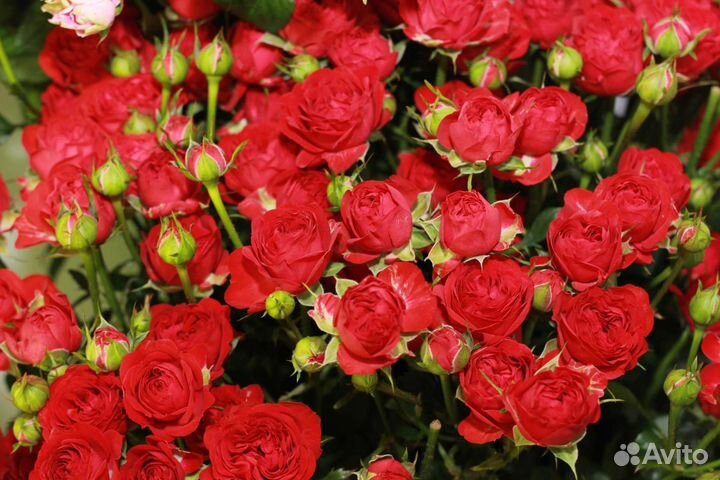 Цветы розы букет