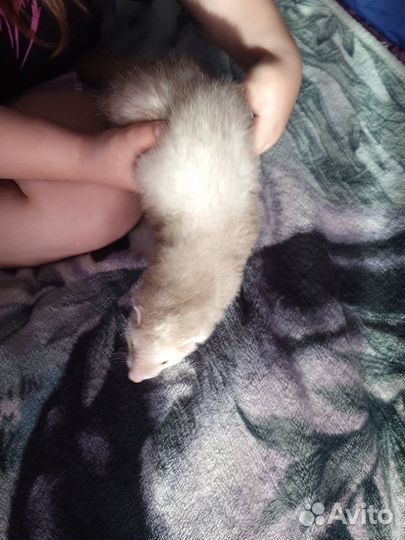 Домашний хорек