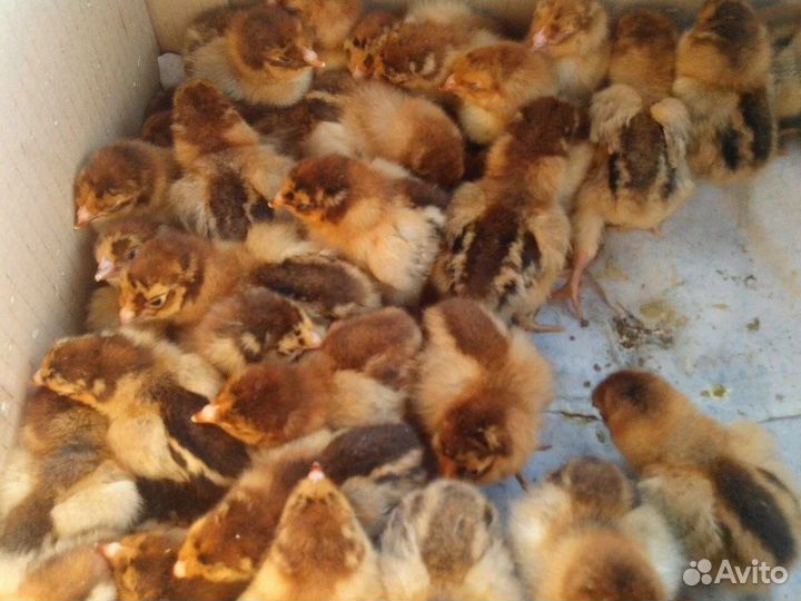 Цыплята Кучинская юбилейная