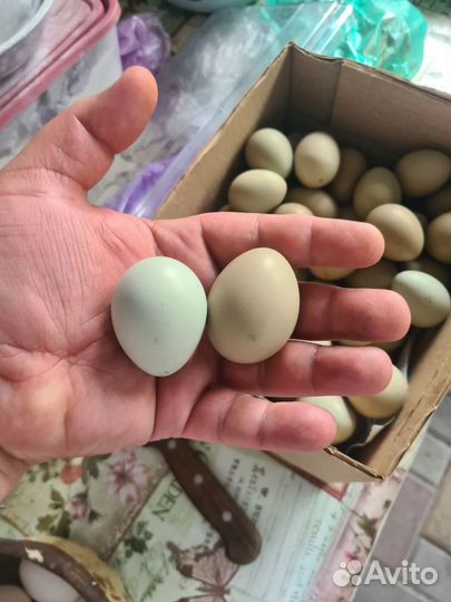 Яйца для инкубации фазанов