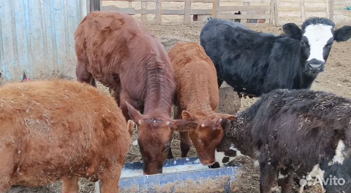 Телята бычки