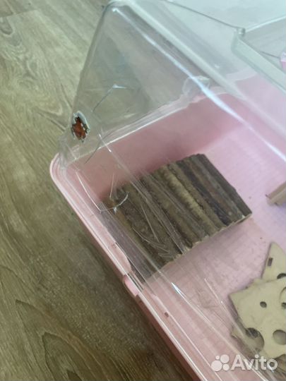 Домашние животные грызуны