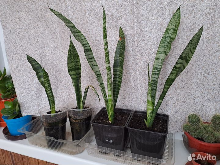 Комнатные цветы