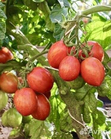 Семена сортовых Непасынкующихся томатов