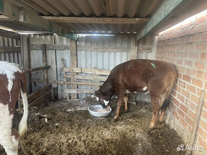 Домашние животные