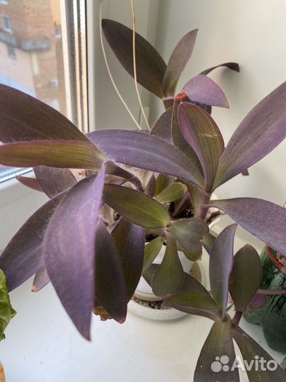 Традесканция