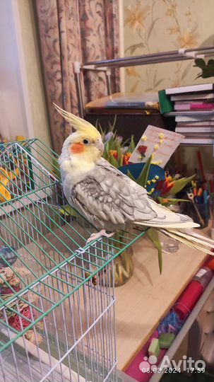 Попугай корелла с клеткой