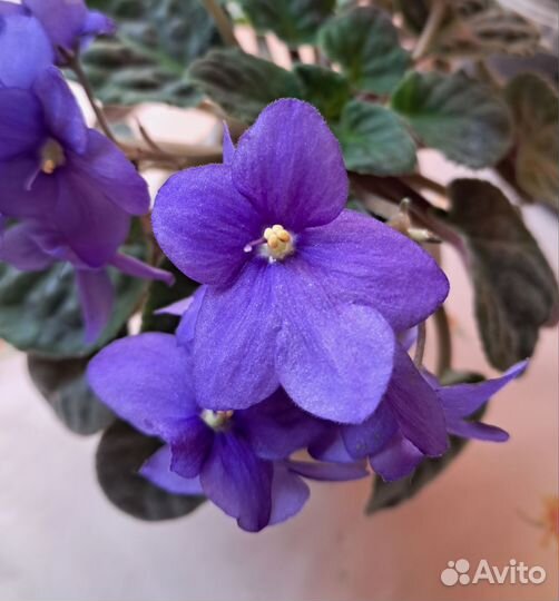 Комнатные цветы: фиалки,суккуленты и т.д