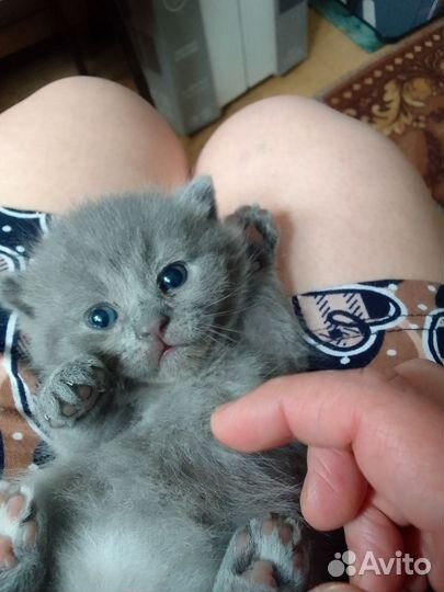 Британские котята