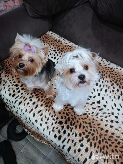 Йоркширский терьер щенки