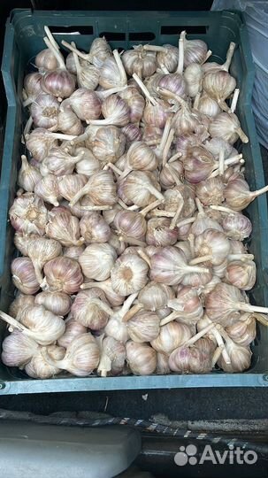 Чеснок Любаша озимый