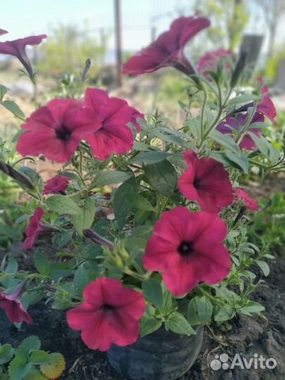 Рассада петунии ампельной