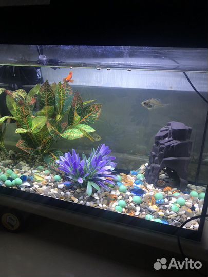 Аквариум с рыбками
