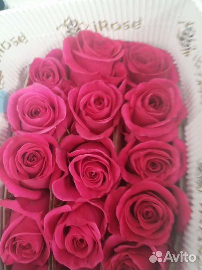 Роза от склада под режимом хранения Доставка