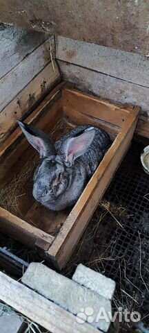 Кролики, племянные, порода Фландр объявление продам