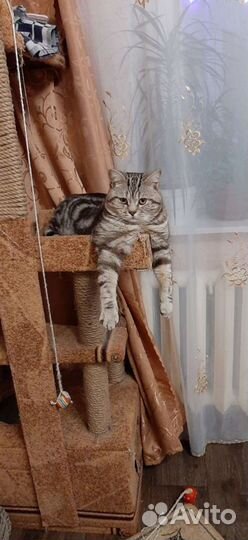 Шотландская кот ищет Кошку для вязки