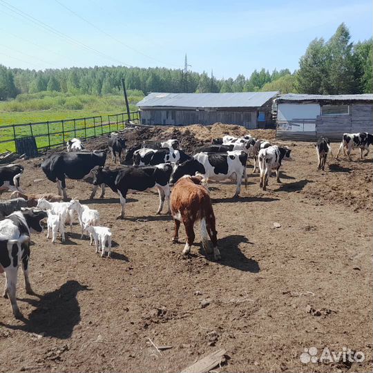 Продаются коровые дойные
