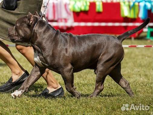 Американский булли XL вязка