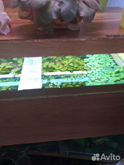 Набор аквариумных растений. Бронь до 24.10