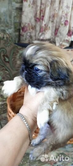 Щенки пекинеса