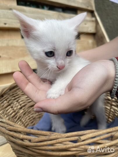 Котята