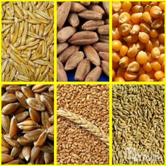 Пшеница, ячмень, овес, кукуруза, отруби
