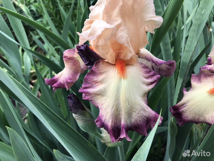 Ирисы бородатые сортовые