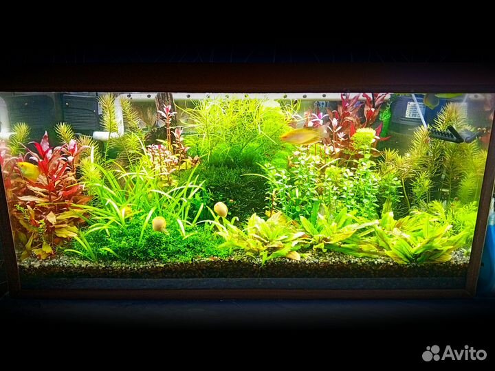 Растения для аквариума