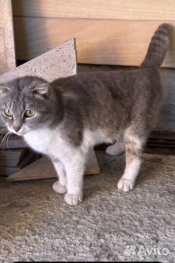 Кошка в дар