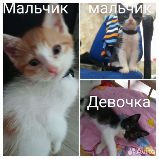 Котята